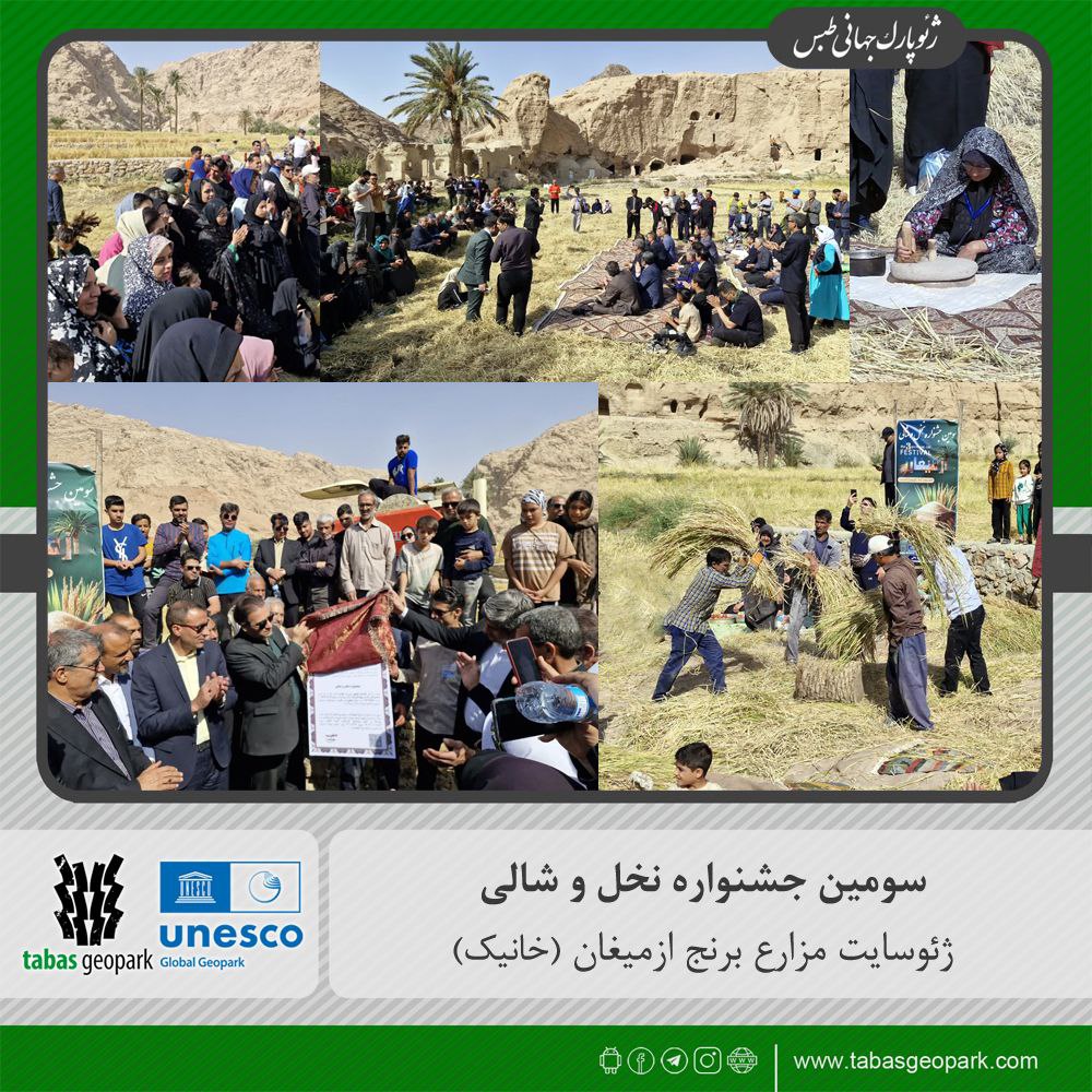 ✅هم‌زمان با فصل برداشت برنج، سومین جشنواره نخل و شالی در ژئوسایت مزارع برنج ازمیغان (خانیک) برگزار شد؛ آیینی که با حضور گسترده مردم، مسئولان و طبیعت‌دوستان، جلوه‌ای از فرهنگ، همدلی و میراث کشاورزی منطقه را به نمایش گذاشت. 🗓۹ آبان‌ماه ۱۴۰۴ #ژئوپارک_جهانی_طبس @eshkabar