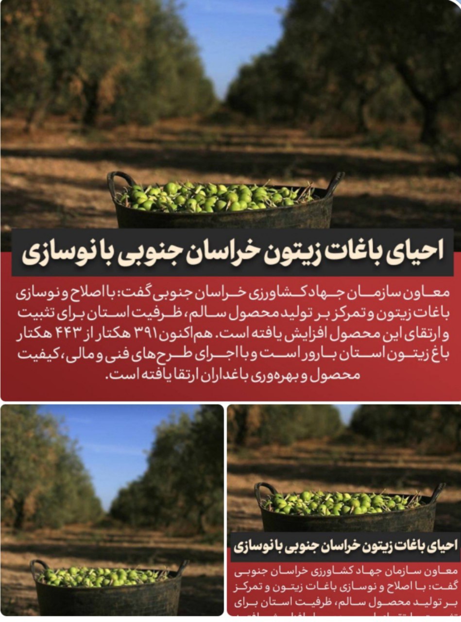 تحول در باغات زیتون افزایش بهره‌وری و کیفیت محصول در خراسان جنوبی معاون سازمان جهاد کشاورزی خراسان جنوبی گفت: با اصلاح و نوسازی باغات زیتون و تمرکز بر تولید محصول سالم، ظرفیت استان برای تثبیت و ارتقای این محصول افزایش یافته است. هم‌اکنون ۳۹۱ هکتار از ۴۴۳ هکتار باغ زیتون استان بارور است و با اجرای طرح‌های فنی و مالی، کیفیت محصول و بهره‌وری باغداران ارتقا یافته است. @eshkabar